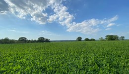 The role of forage systems